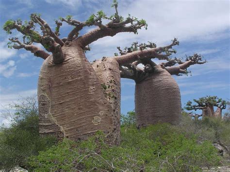 شجرة الباوباب